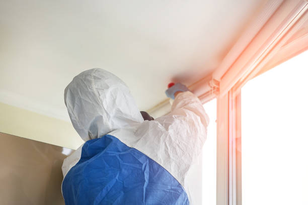 Best Black Mold Removal  in USA